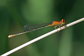 Ischnura intermedia (Persian blue) immature female aurantiaca, lateral view