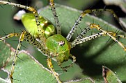 Green Lynx Spider ( Peucetia viridans )