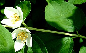 Fleurs axillaires.