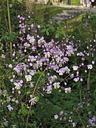 Thalictrum delavayi