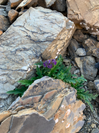 Phacelia lyallii PhacelialyaliiCrevice.png