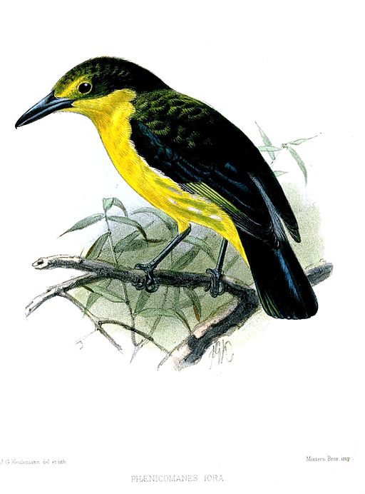 PhaenicomanesIoraKeulemans