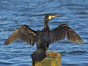 Great cormorant Phalacrocorax carbo02.jpg