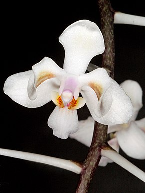 Kuvan kuvaus Phalaenopsis celebensis Orchi 206-1.jpg.