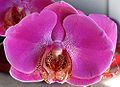 Orchid