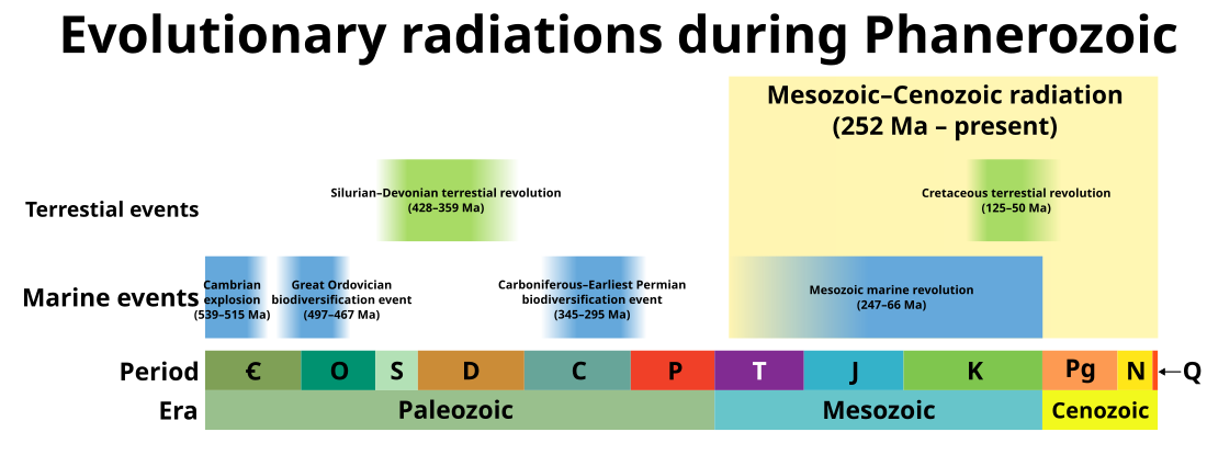 Evolutionary radiation