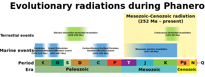 File:Phanerozoic radiations.svg