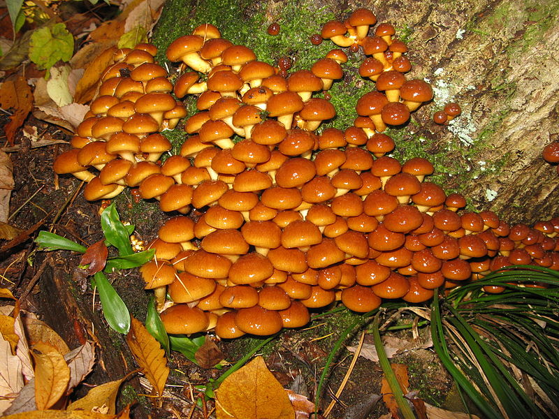 File:Pholiota microspora 4.JPG