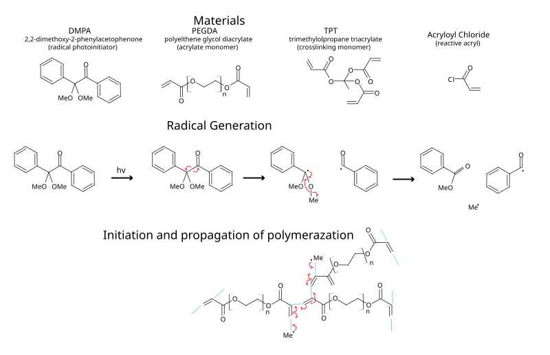 example of acrylate polymerization via radical photoinitiation. This type of hydrogel is sometimes used for biosensors as the conditions used are relatively mind to protein allowing them to be entrapped in the hydrogel, whilst retaining functionality and are porous enough to allow the diffusion of small molecules. Photoinititaed polymerization.svg