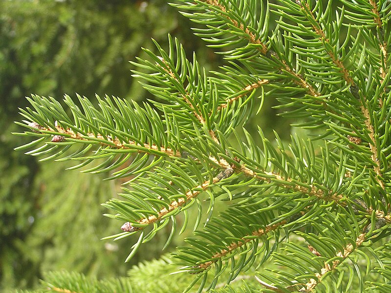 File:Picea torano Brno3.JPG