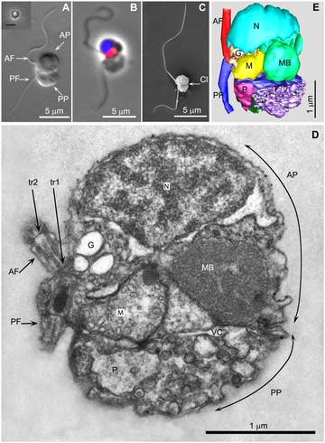 Picomonas judraskeda