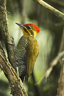 Pic à bandeaux (Piculus aurulentus)