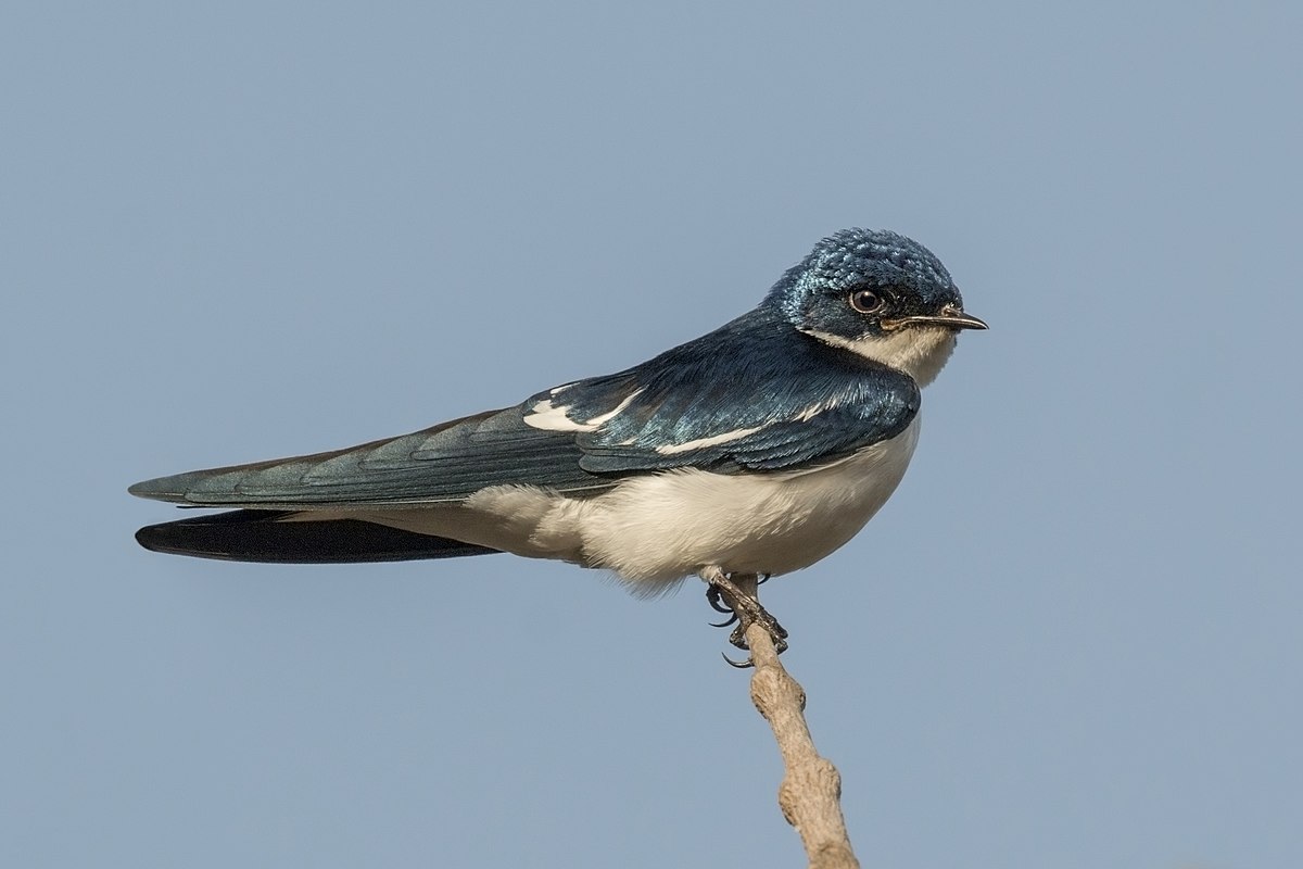 Pied-winged swallow - Wikipedia