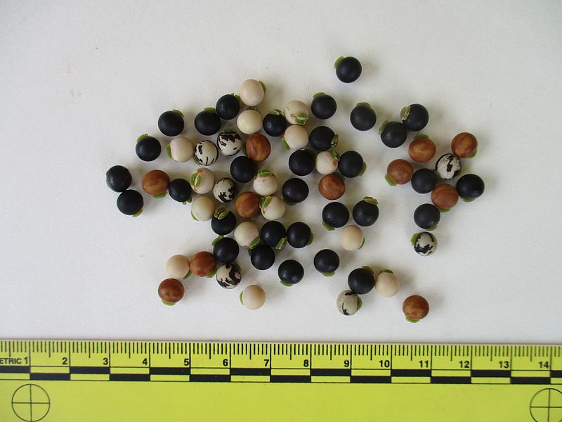 File:Pigeon peas dried with ruler.jpg