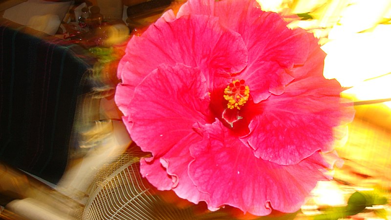 File:Pink Hibiscus Flower 8 (3910410075).jpg