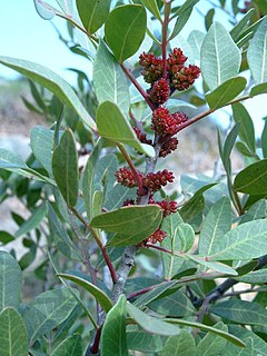 <i>Pistacia lentiscus</i> species of plant