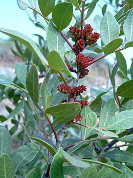 Pistacija (Pistacia lentiscus)