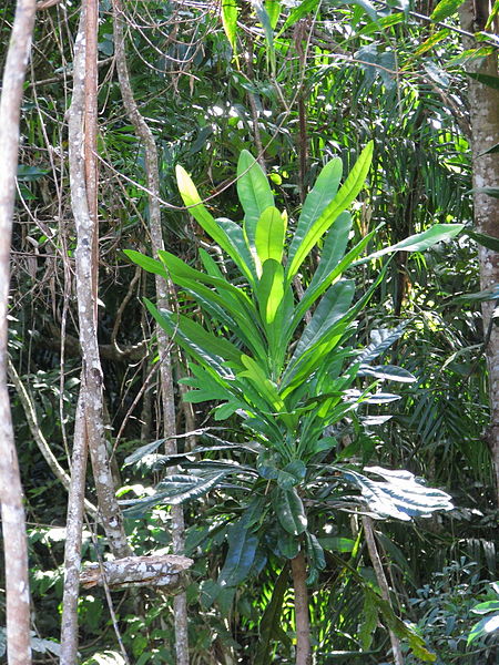 File:Placospermum coriaceum sapling Kuranda by tanetahi.jpg