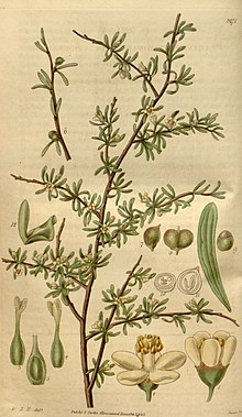 Plagianthus divaricatus.jpg