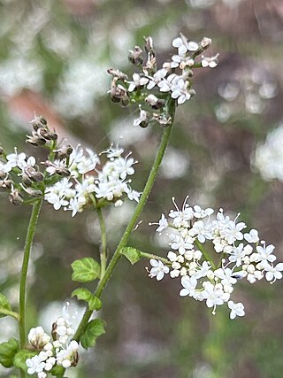 <i>Platysace clelandii</i> Species of shrub