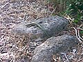 The endemic subspecies of Liford's wall lizard on the island.