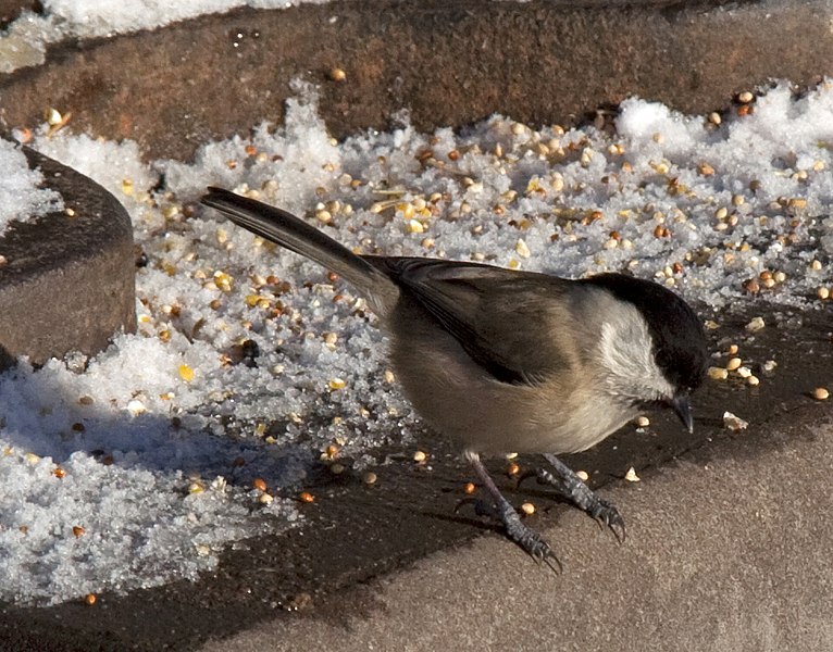 File:Poecile palustris -Lyng, West Bromwich, England-8a.jpg