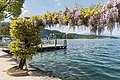 English: Wisteria and pier Deutsch: Blauregen und Schiffanlegestelle