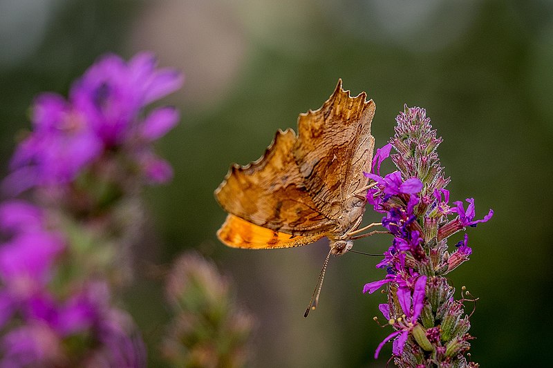 File:Polygonia Egea -Anadolu Yırtık Pırtığı, TR- (24910357522).jpg