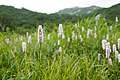 ja:イブキトラノオ (Polygonum bistorta)