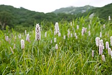 Polygonum bistorta 03.jpg