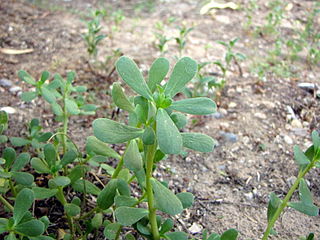 <i>Portulaca oleracea</i> Annual succulent in the family Portulacaceae