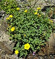 Potentilla cuneata