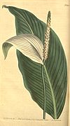 Spathiphyllum cannifolium