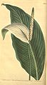 Spathiphyllum cannaefolium