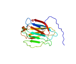 Eiwit LGALS8 PDB 2YRO.png