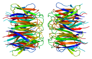 <span class="mw-page-title-main">NPM1</span> Protein-coding gene in the species Homo sapiens