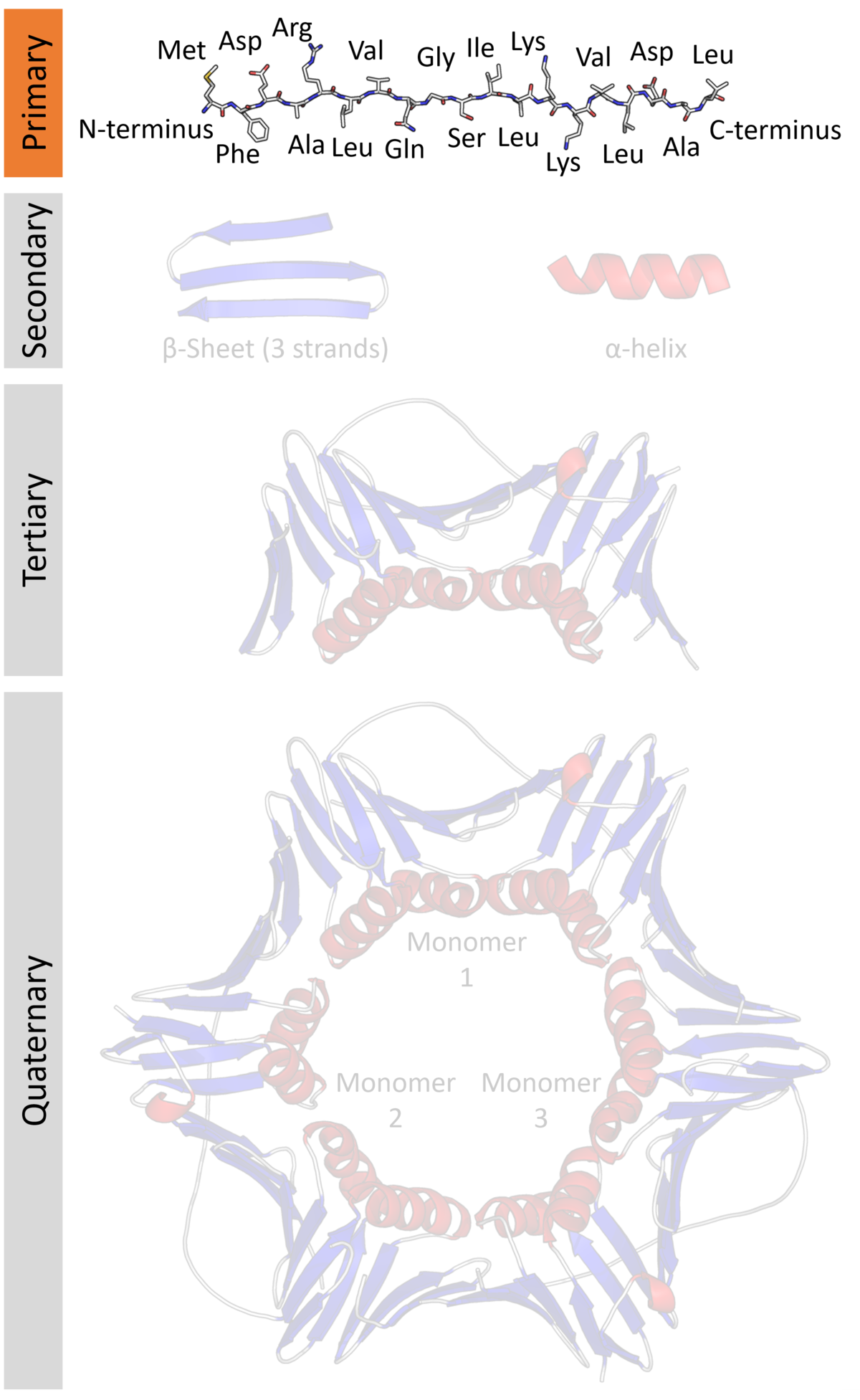 Protein Primary Structure Wikipedia