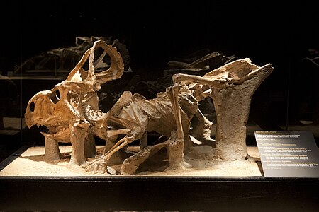 Tập_tin:Protoceratops_specimen_MPC-D_100_519.jpg