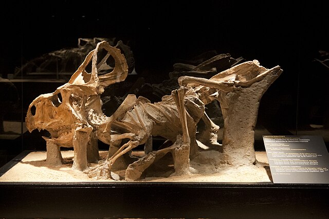 Articulated Protoceratops from Tugriken Shireh. This dinosaur is one of the most common occurrences in the Djadochta Formation