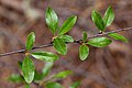 Prunus emarginata - Flickr - aspidoscelis (1).jpg