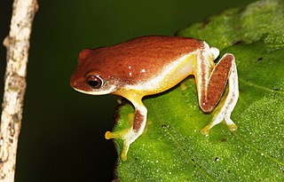 <i>Pseudophilautus asankai</i> Species of amphibian