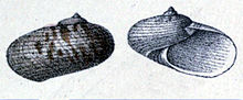 Thumbnail for Pseudostomatella decolorata