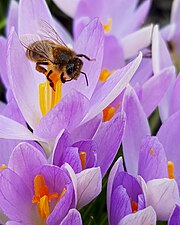 Zestaw zdjęć: pszczoła i krokusy 3 Autor: EcoFriend33