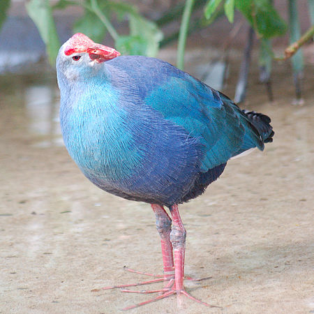 Purple Swamphen Porphyrio porphyrio National Aviary 1600px.jpg