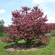 Purple prince crabapple tree.JPG