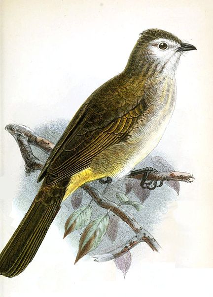 File:Pycnonotus flavescens Keulemans.jpg