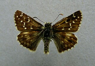<span class="mw-page-title-main">Large grizzled skipper</span> Species of skipper butterfly genus Pyrgus