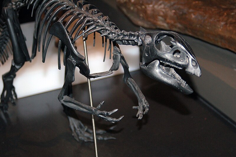 File:Qantassaurus skel aus.jpg