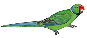 Echo Parakeet