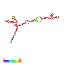 AsponA antisense RNA